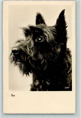 Zwergschnauzer
