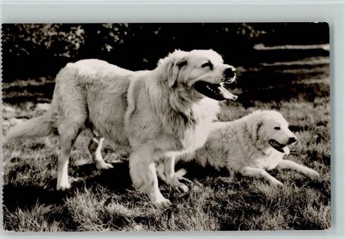 Polski Owczarek Podhalanski Goralenhunde