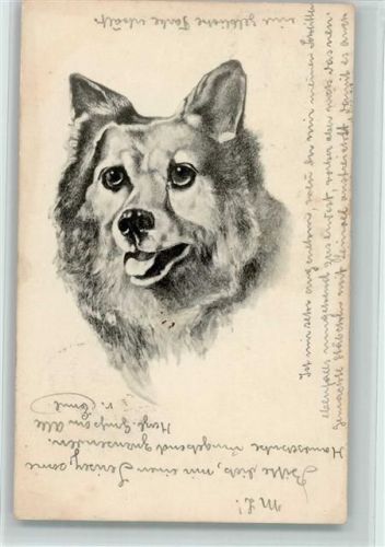 Hundekopf AK Hund 1902