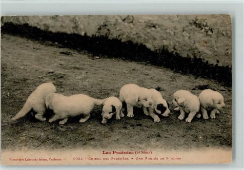 1916 Sieben Welpen - Les Pyrenees - AK