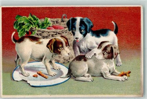 Hunde teilen sich das Essen Jack Russell Terrier Hund Gebrauchsspuren