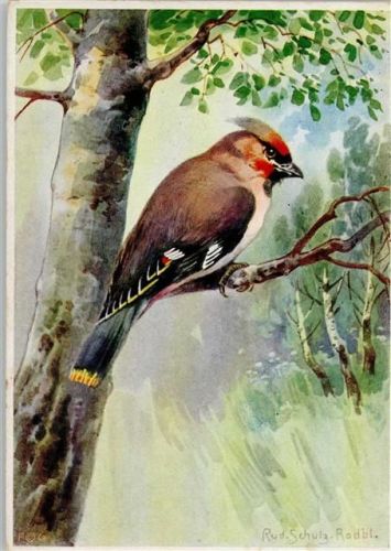 Kunstverlag Fingerle Nr. 5986 - Seidenschwanz AK