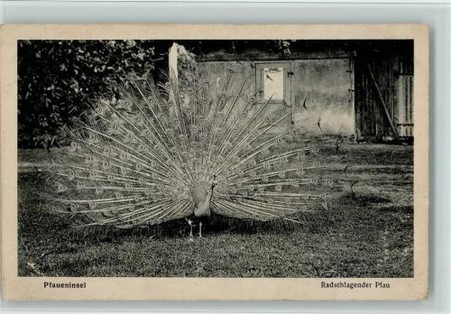 Radschlagender Pfau, Pfaueninsel