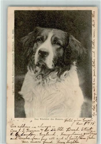 English Setter Hund