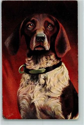 1906 Vorstehhund Tuck Oilette Serie Rassehunde No. 321 B
