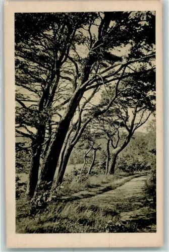 Plön Kiefern auf dem Megedeberg Plöner Landschaftsbilder