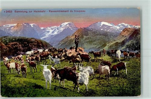 Sammlung zur Heimkehr Rassemblement du troupeau Ziegen