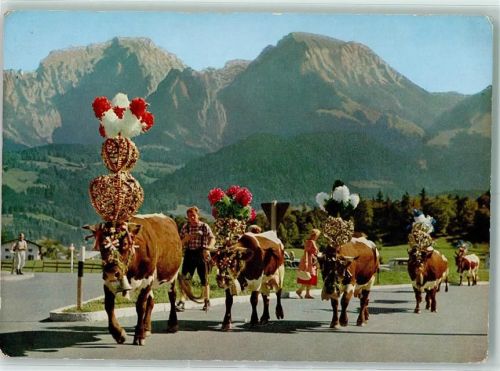 Almabtrieb in den Bayr. Alpen Landwirtschaft AK