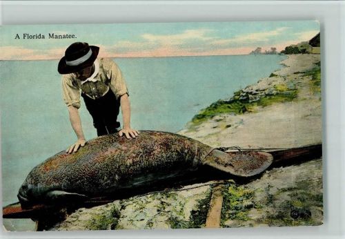 1915 A Florida Manatee , gute Erhaltung
