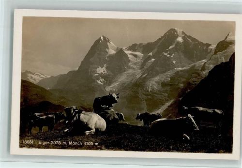 Berge Eiger und Mönch, Rinder auf der Alm - Nr. 18851 Wehrli , gute Erhaltung AK