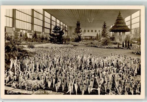 Charlottenburg 1953 Grüne Woche 1953 Tulpenhalle