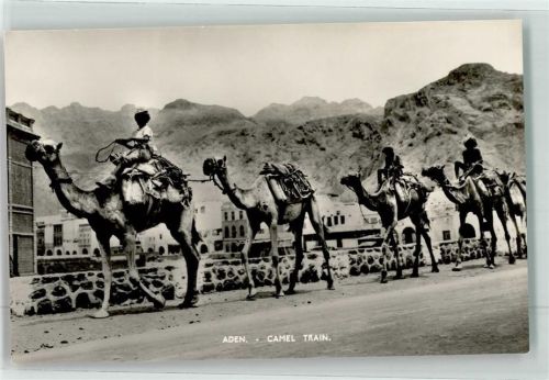 Aden KamelTrain