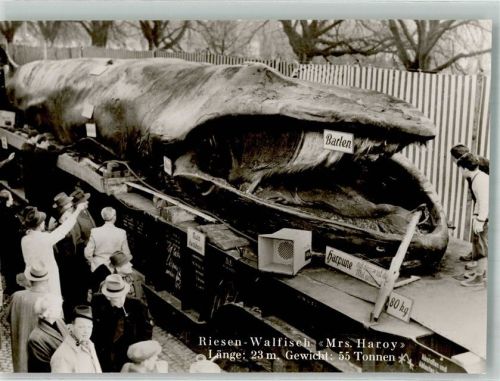 Riesen Walfisch Mrs Haroy Wal 1952 Foto AK