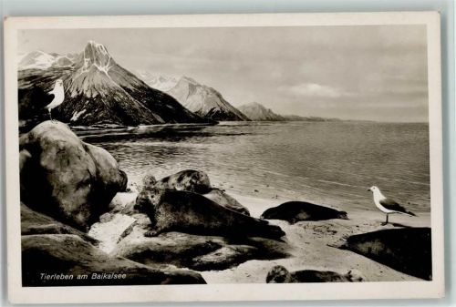 Seehunde - Tierleben am Baikalsee Foto AK