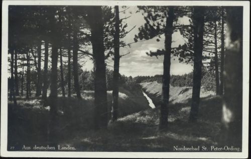 1930 St. Peter-Ording, Kiefernwald/pine forest,Carl Friedrich Fangermeier AKU1