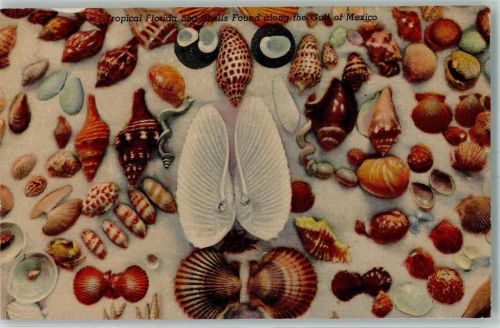 Tropical Florida Shells Found AK Muschel Gebrauchsspuren