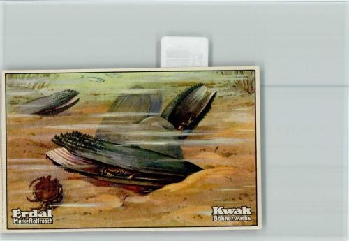 Erdal-Kwak Sammelbild Muschelwächter Steckmuschel Seerose Symbiose Serie 77 Bild 4 Muschel