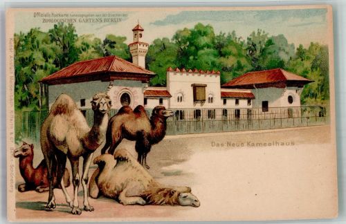W1000 Berlin Mitte Das Kamelhaus Verlag Meisenbach & Riffarth Zoo 1900 Lithographie / Künstlerkarte