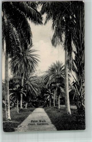 Port of Spain 1911 Foto AK botanischer Garten Palmenweg Ort handschriftlich
