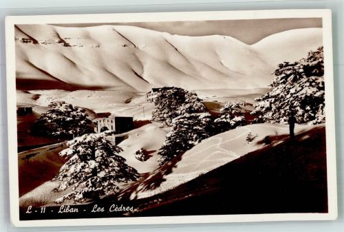 Beirut Winter Les Cedres