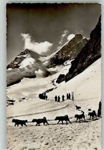 Polarhunde Jungfraujoch Hundeschlitten