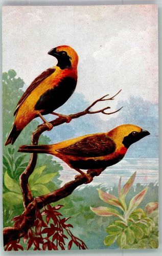 Verlag WS + SB Serie 7015/1 Napoleonsvögel Webervögel Vogel Künstlerkarte