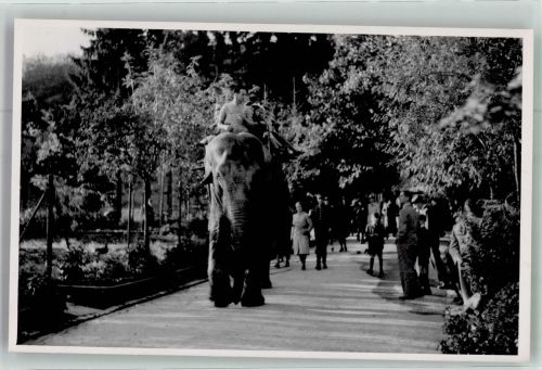 Elefant