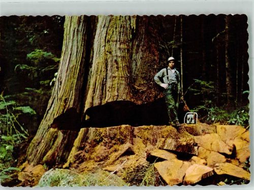 Red Cedar Baumfäller Forstwirtschaft