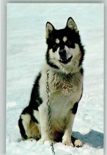Foto E. Gyger Polarhund auf Jungfraujoch Hundeschlitten