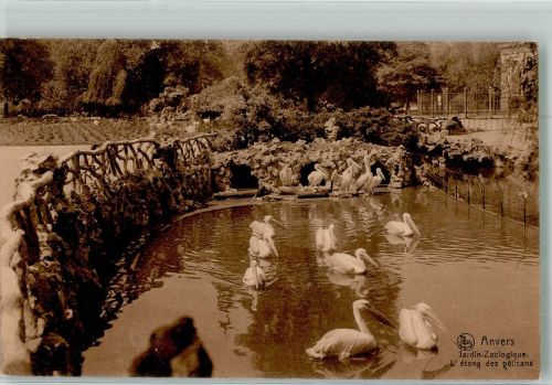 Antwerpen Anvers Pelikane Zoo