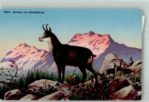 Gemsen im Hochgebirge Bergtier