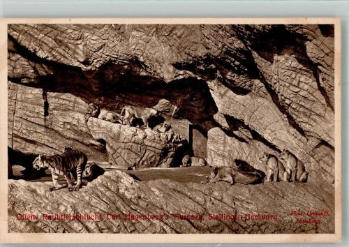 W2000 Stellingen Offene Raubtierschlucht mit Löwen und Tigern Fotograf Umlauff Zoo