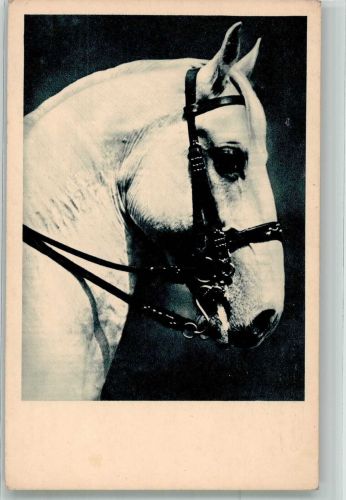Lipizzaner der Spanischen Reitschule Wien Fotograf Schuhmann Österreichischer Tierschutzverein Nr. 83 Spanische Reitschule