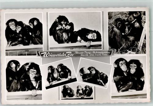 W5600 Wuppertal Junge Schimpansen im Wuppertaler Zoo Affe Foto AK