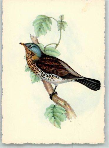 Wacholderdrossel Vogel Künstlerkarte