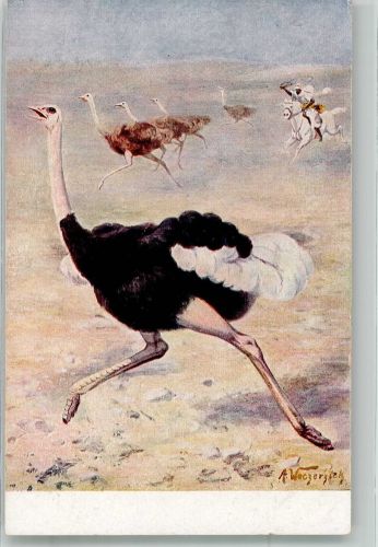 Bertittener Jäger auf der Jagd nach Straußen Meinholds Tierbilder Nr. 18 Vogel Künstlerkarte