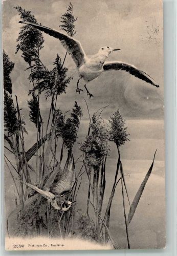 Möwen im Schilf Möwe 1910