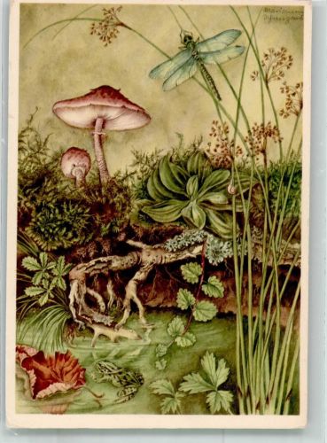 sign. Schneegans, Marianne Waldleben Frosch Pilze und Libellen Frosch Künstlerkarte