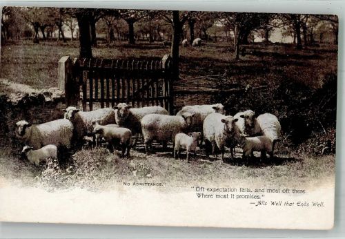 Schaf 1905