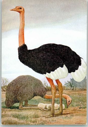 sign. Barruel Ein Straußengelege Vogel Künstlerkarte