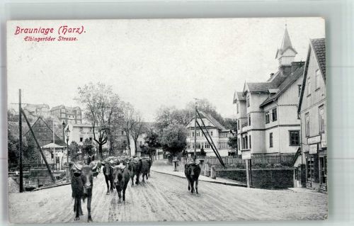 38700 W3389 Braunlage - Elbingeröder Straße Kühe