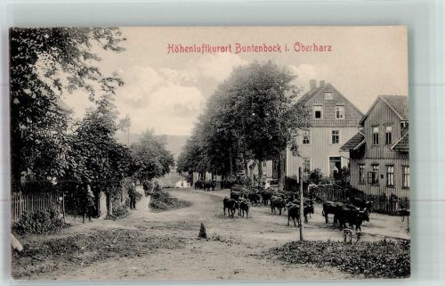 38678 W3392 Buntenbock - Kühe