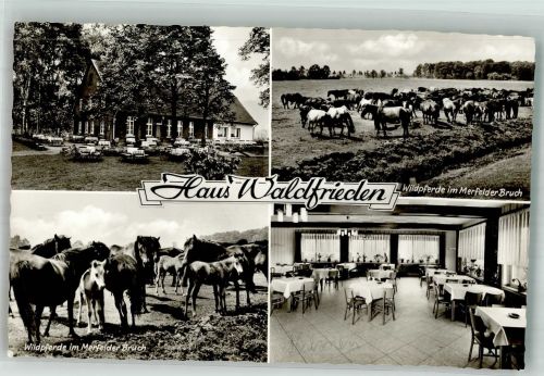 48249 W4408 Dülmen Foto AK Gasthaus Waldfrieden Wildpferde Gastraum