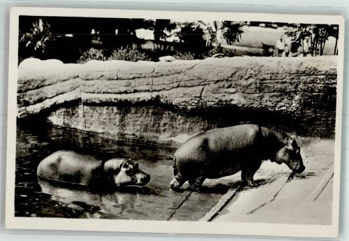 W2000 Stellingen Nilpferde Afrikanisch Steppe Zoo