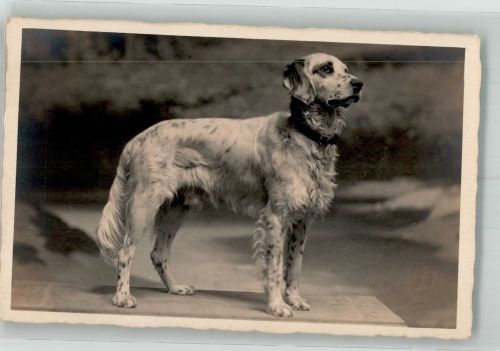 Englischer Setter Großer Hund
