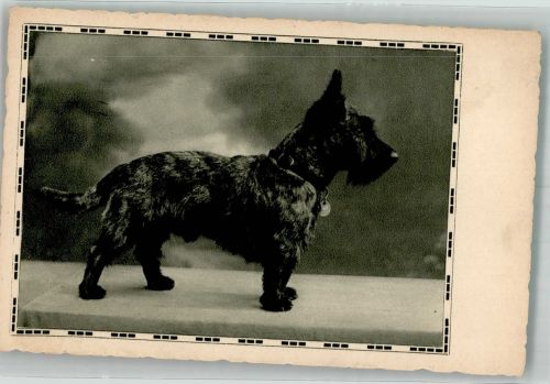 Scottish Terrier Terrier