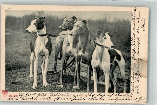 Greyhound Windhund 1901