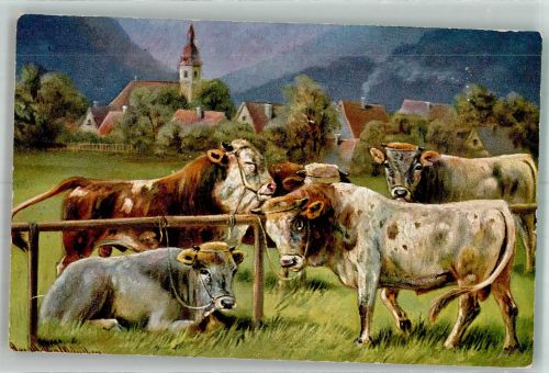 Rinder Müller, A. (München) 1906 Künstlerkarte