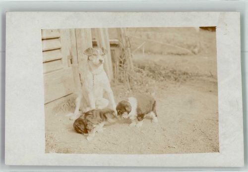 Welpen Terrier