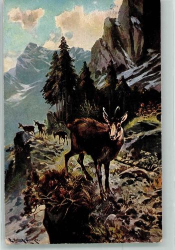 sign. Heller R. Gemse Bergtier 1907 Künstlerkarte